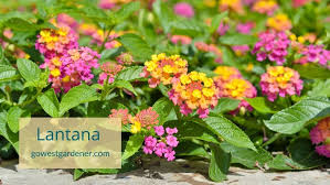Image result for Lantana