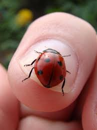 Black Beetles In The City Pin On Ladybugs