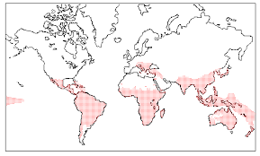 Image result for Globimetula anguliflora