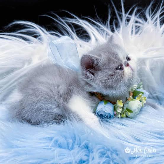 Lilac Exotic Shorthair & Longhair Gallery | Mon Chéri