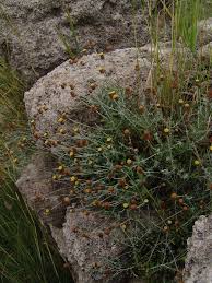 Image result for Helichrysum quartinianum
