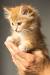 Fluffy Tabby Orange Kitten