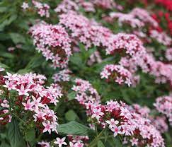 Find relevant results and information just by one click. Best Flowers For Florida Gardens Costa Farms