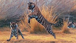 A siberian tiger can weigh up to 660 pounds. There Is Hope For The Tiger Yet Travel News Issue Date Aug 12 2019