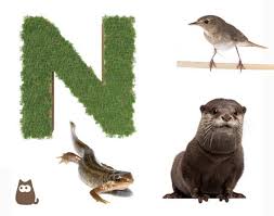 Maybe you would like to learn more about one of these? Animales Con N En Ingles Y En Espanol Ejemplos Y Curiosidades