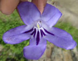 Image result for Streptocarpus buchananii