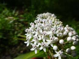 Image result for Asclepias schumanniana