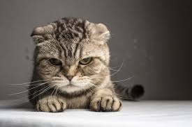 ‪15 things cats absolutely hate the most | Cat Behaviour | Webbox‬‏