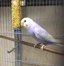 ووضع حارساً ليراقبها من خلف شجرة ويخبره بردة فعل الناس. Ù…Ø¤Ù„Ù… Ø¬Ø¯Ø§ Ø§Ù† ØªØ¬Ø¯ Ù†ÙØ³Ùƒ Ø¨ÙŠÙ† ÙˆØ§Ù‚Ø¹ Ù„Ø§ ÙŠØ­ØªÙ…Ù„ ÙˆØ­Ù„Ù… Ù„Ø§ ÙŠÙƒØªÙ…Ù„ Ù…Ø¤ÙŠØ¯Ù‰ Ø§Ù„Ø³ÙŠØ³ÙŠ Pages Directory