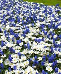 Buy anemone blanda blue shades at wholesale pricing with dutchgrown for fall delivery. Anemone Blanda Horticultural Tips