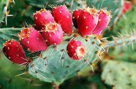 Breast milk is easily digested, so newborns are hungry often. Prickly Pear Cactus During Pregnancy Is It Safe To Eat
