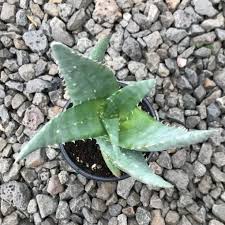 Image result for Aloe buchananii