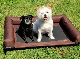 This article contains affiliate links. Best Elevated Dog Beds For Getting Your Pup Up Off The Ground Great Pet Care