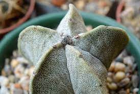 In fact, not all cactus plants have spines. Cacti Without Spines Or Thorns List Terrarium Planting Guide