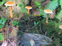 Image result for Tephrosia aurantiaca