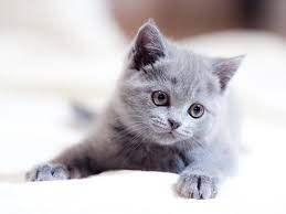 Gri Yavru Kedi Google Da Ara Yavru Kediler Kedi Hayvanlar
