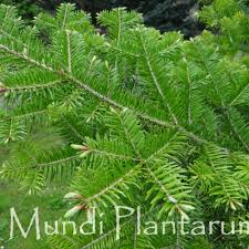 Image result for Vincetoxicum stenolobum