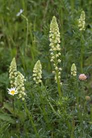 Image result for Resedaceae