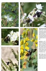 Image result for Gutenbergia trifolia