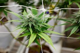 Image result for Marijuana