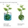 It is a decorative art of encasing a plant's. 1