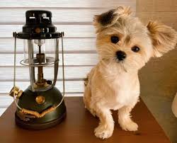So how long do maltese live and what can you do to increase their life span? Why The Maltipom Is The Best Choice For Allergy Sufferers K9 Web