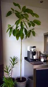 My Home Grown Avocado Tree Avocat Planter Avocatier En Pot Avocatier