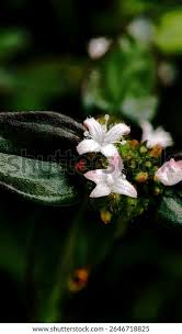 Image result for Spermacoce congensis