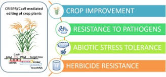 Site map © 2021 official u.s. The Era Of Editing Plant Genomes Using Crispr Cas A Critical Appraisal Sciencedirect