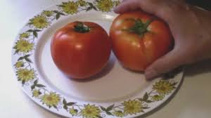 It has superb flavor and is adaptable to almost any climate. Red Pride Hybrid Determinate Tomato Taste Test Youtube