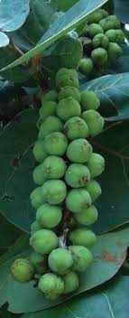 Harvest the sugar cane by slicing the stalks close to the ground and cleaning it of leaves. 13 Wild Edibles Of South Florida Ideas Wild Edibles Edible Edible Plants