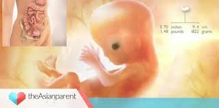 Perubahan yang banyak disebabkan oleh hormon ini pun terjadi secara bertahap selama minggu ke minggu. Perkembangan Janin 11 Minggu Tahu Tak Bayi Kini Sudah Bernafas Theasianparent Malaysia