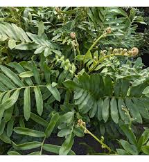 Image result for Blechnum tabulare