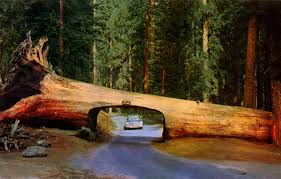 Maybe you would like to learn more about one of these? Pin By Brianna Bell On The Places We Will See Sequoia National Park Sequoia National Park California California Photos
