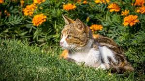 Was Tun Gegen Fremde Katzen Im Garten Katzenkot Katzen Katzenurin