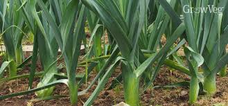 Porrum) are a gourmet vegetable that you can grow easily in. Growing Leeks From Sowing To Harvest