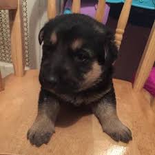 Breed german shepherd breed info. German Shepherd Puppies For Sale For Sale In Philadelphia Pennsylvania Classified Americanlisted Com