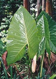 Image result for Artabotrys likimensis