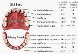 Dokter gigi semarang dr terbaik di bpjs yang bagus paul tlogosari 24 jam buka hari minggu teguh klinik jadwal ini merupakan tempat praktek pribadi seorang dokter gigi spesialis bedah mulut. Pengertian Gigi Bagian Lapisan Susunan Macam Contoh