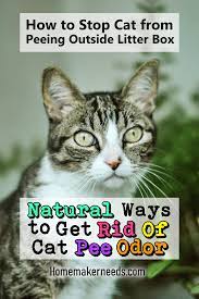 Did not work very thank you everyone who participated in case i need to get odors out again as i had to remove my carpet since the prior owner's dog had been. How To Get Rid Of Cat Urine Odor In House Unugtp