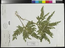 Image result for Selaginella versicolor