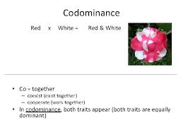 In cows, red and white coloraton alleles are codominant. 0l Dn2ztjzgzim