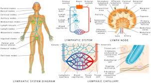 Die anatomie des menschen der menschliche körper stellt ein anatomisches gesamtkunstwerk von äußerster komplexität dar. Unser Lymphsystem Und Motusol Gesund Und Wohl