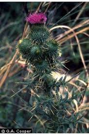 Image result for Carduus