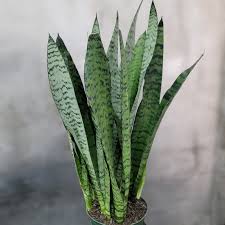 Image result for Sansevieria
