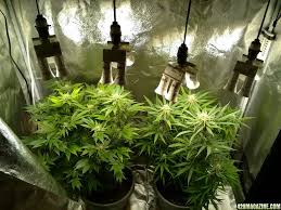 Free delivery and returns on ebay plus items for plus members. Led Hardware Store Bulbs 420 Magazine