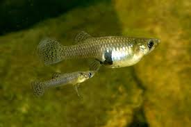 The Brackish Tank Photo Beautiful Fish Cute Birds Fish Pet
