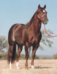 9 year old grandson of high brow cat this beautiful gelding is ready for you to take to the sorting pen. High Brow Cat 1988 2019