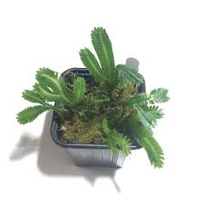 Image result for Selaginella eublepharis