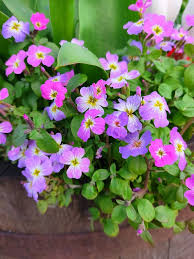 Image result for Malcolmia maritima